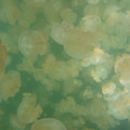 Ho - Clony of Jellyfish.jpg