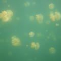 Ho - Jellyfish - 4.jpg
