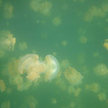 Ho - Jellyfish - 5.jpg