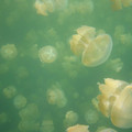 Ho - Jellyfish - 6.jpg