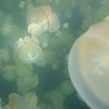 Ho - Jellyfish - 8.jpg