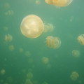 Ho - Jellyfish-1.jpg