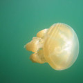 Ho - Jellyfish-2.jpg
