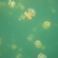 Ho - Jellyfish.jpg