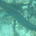 Ho - Sea Eel - 3.jpg