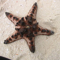 Ho - star fish -2.jpg