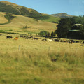 nz20060225-09.23.35.jpg