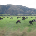 nz20060303-11.50.20.jpg