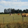 nz20060305-17.21.36.jpg