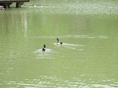 DSCF6371.JPG