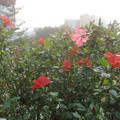20100306506.jpg
