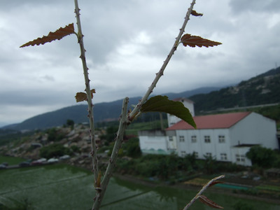DSCF7793.JPG