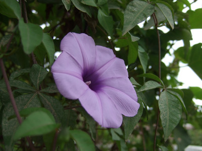 DSCF7794.JPG