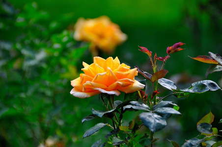 DSC_8298.jpg