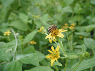 DSCF0368.JPG