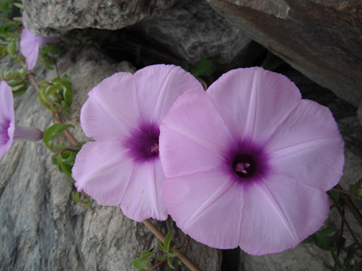 DSCF0386.JPG