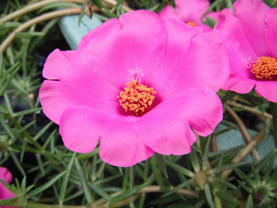 DSCF0414.JPG