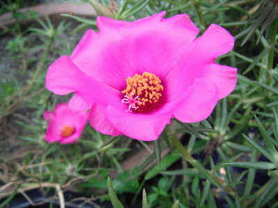DSCF0415.JPG