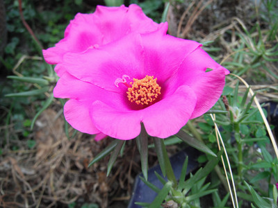 DSCF0416.JPG