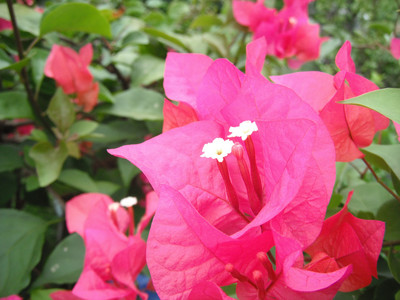 DSCF0420.JPG