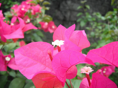 DSCF0423.JPG