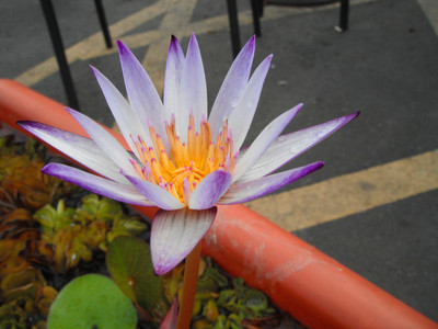DSCF0442.JPG
