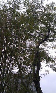 IMAG0101.jpg