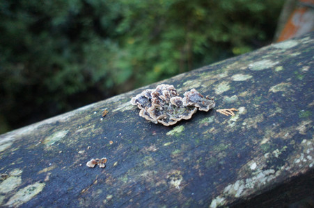 DSC00550.JPG
