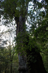 DSC00662.JPG