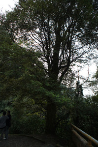DSC00723.JPG