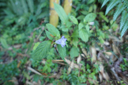 DSC00850.JPG