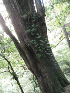 DSCF3966.JPG