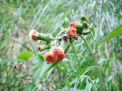 DSCF3989.JPG