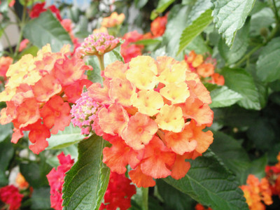 DSCF4061.JPG