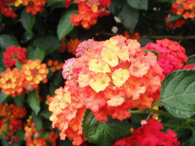 DSCF4062.JPG