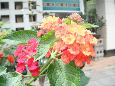 DSCF4063.JPG