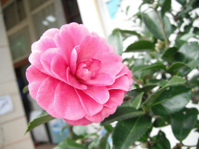 DSCF4065.JPG