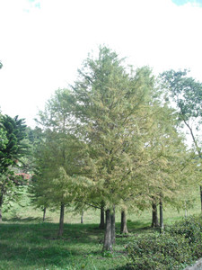 DSCF4072.JPG