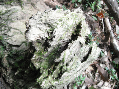 DSCF4085.JPG