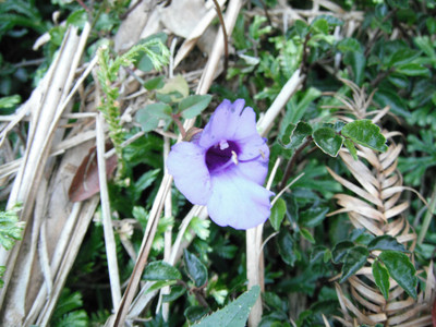 DSCF4113.JPG