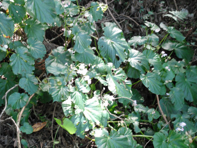 DSCF4115.JPG