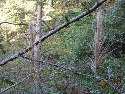 DSCN0128.JPG