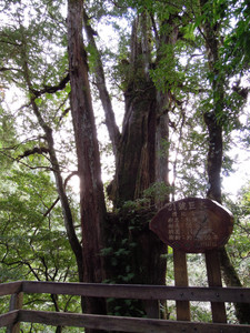 DSCN0271.JPG