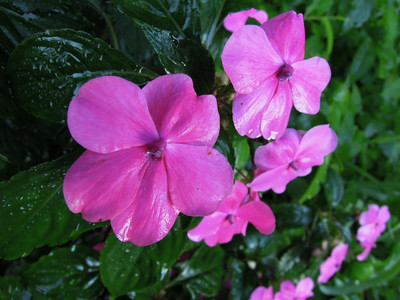 DSCN0387.JPG
