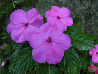 DSCN0388.JPG
