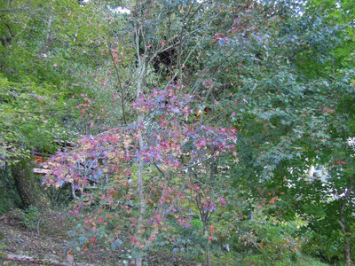 DSCN0414.JPG