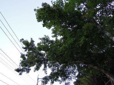 DSCN0419.JPG