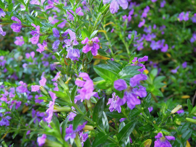 DSCN0424.JPG