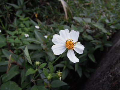 DSCN0591.JPG