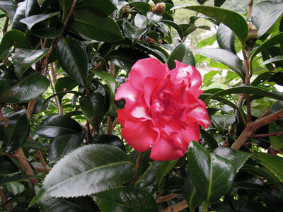 DSCN0606.JPG